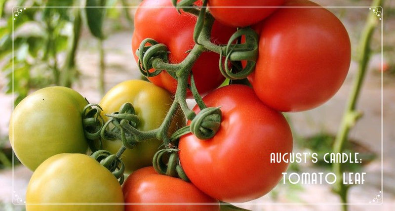 August's Featured Candle: Tomato Leaf - Gilded Olive Apothecary