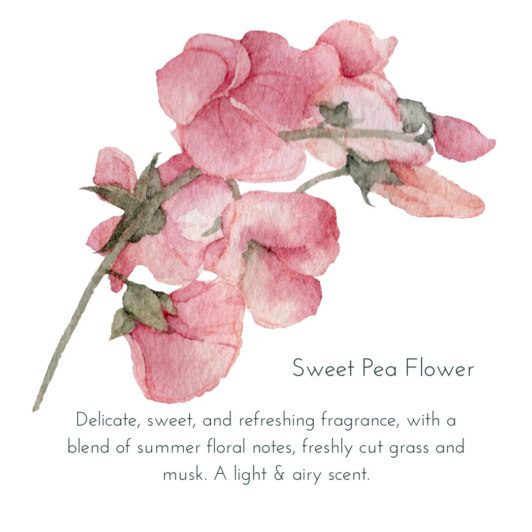 Sweet Pea Flower Scent Notes