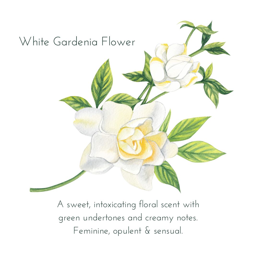 White Gardenia Flower Scent Notes Graphic