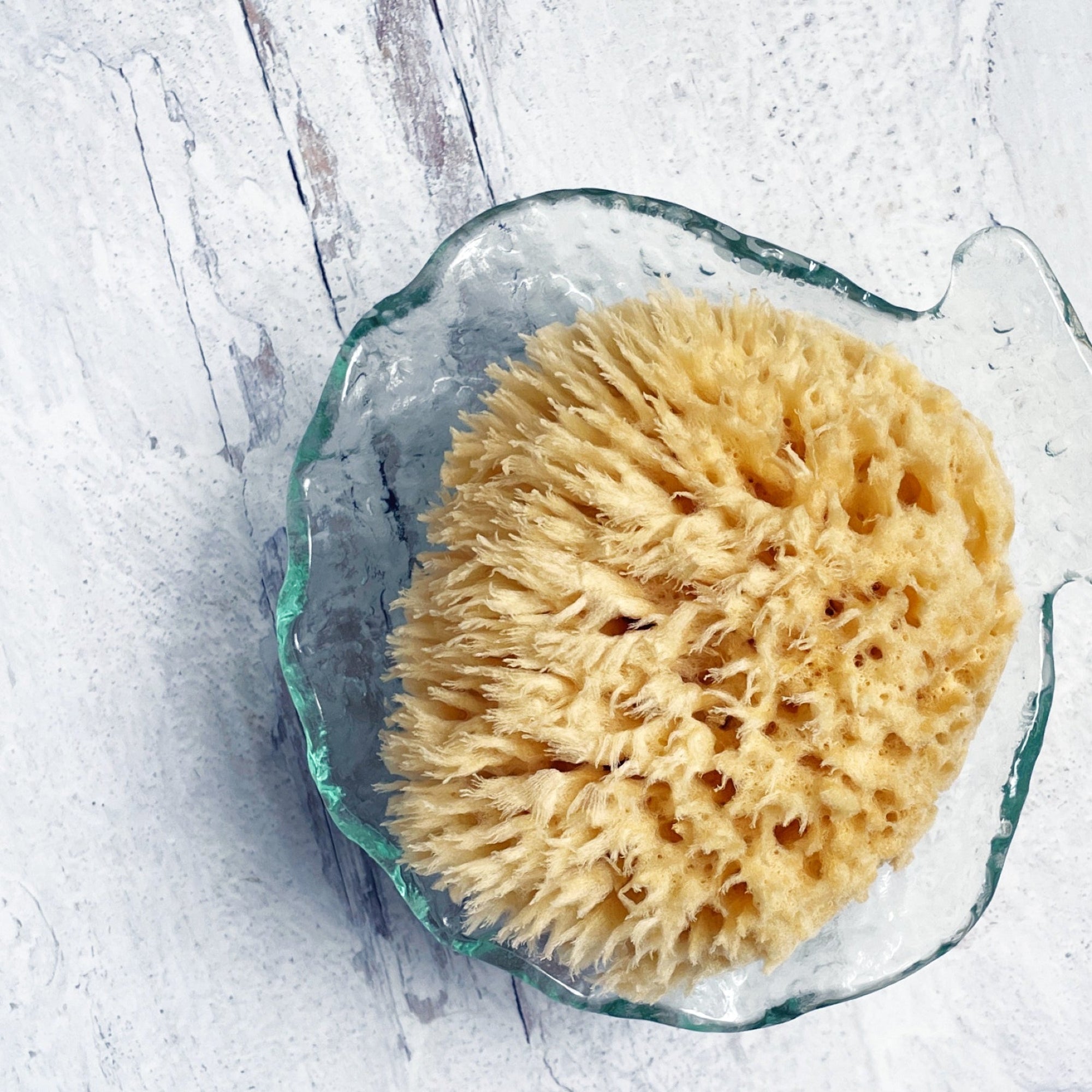 Natural Sea Wool Sponge | Gilded Olive Apothecary
