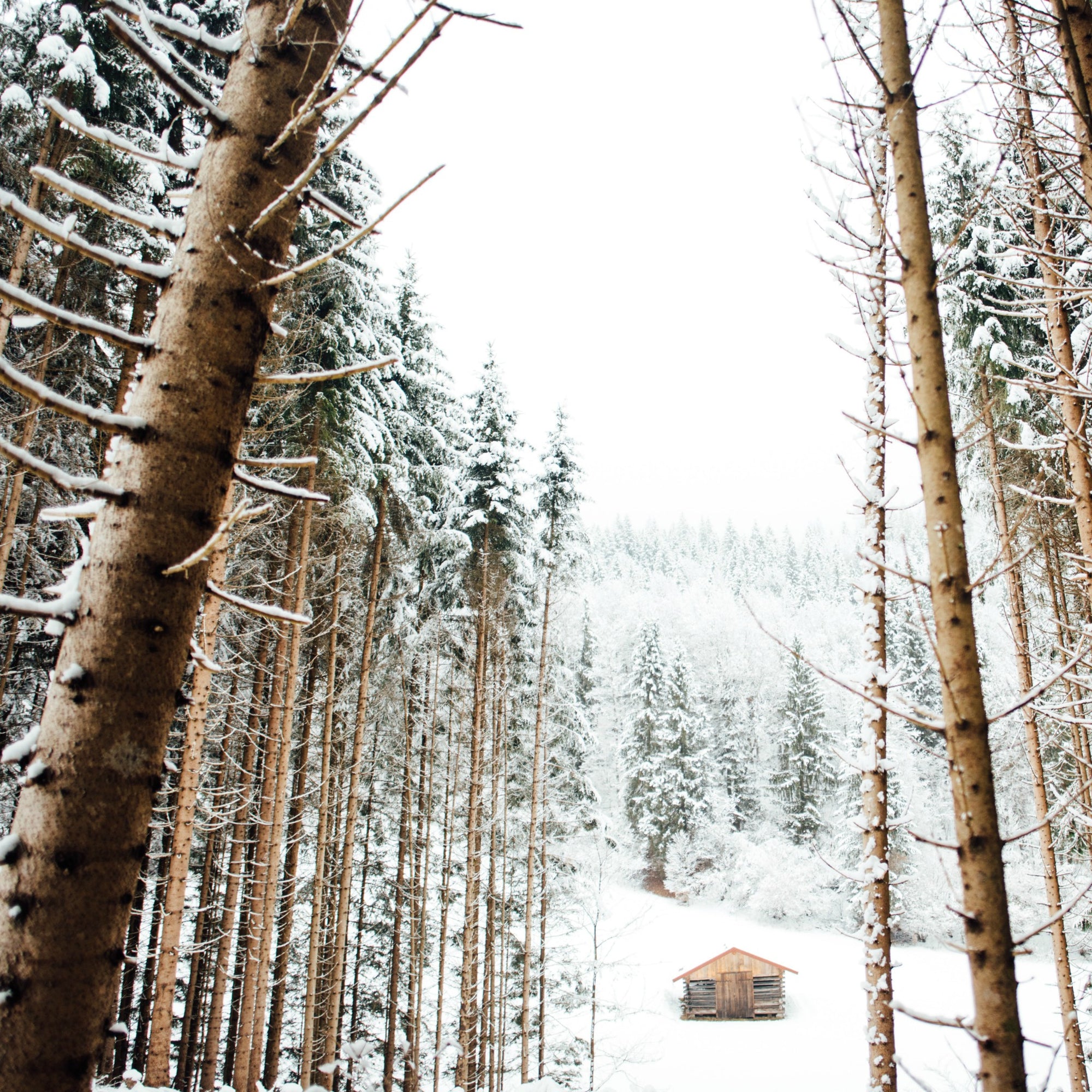 Birch Forest Soy Candle | Gilded Olive Apothecary