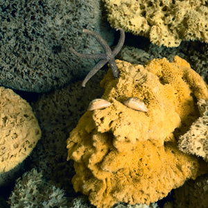 Natural Sea Sponges in the water