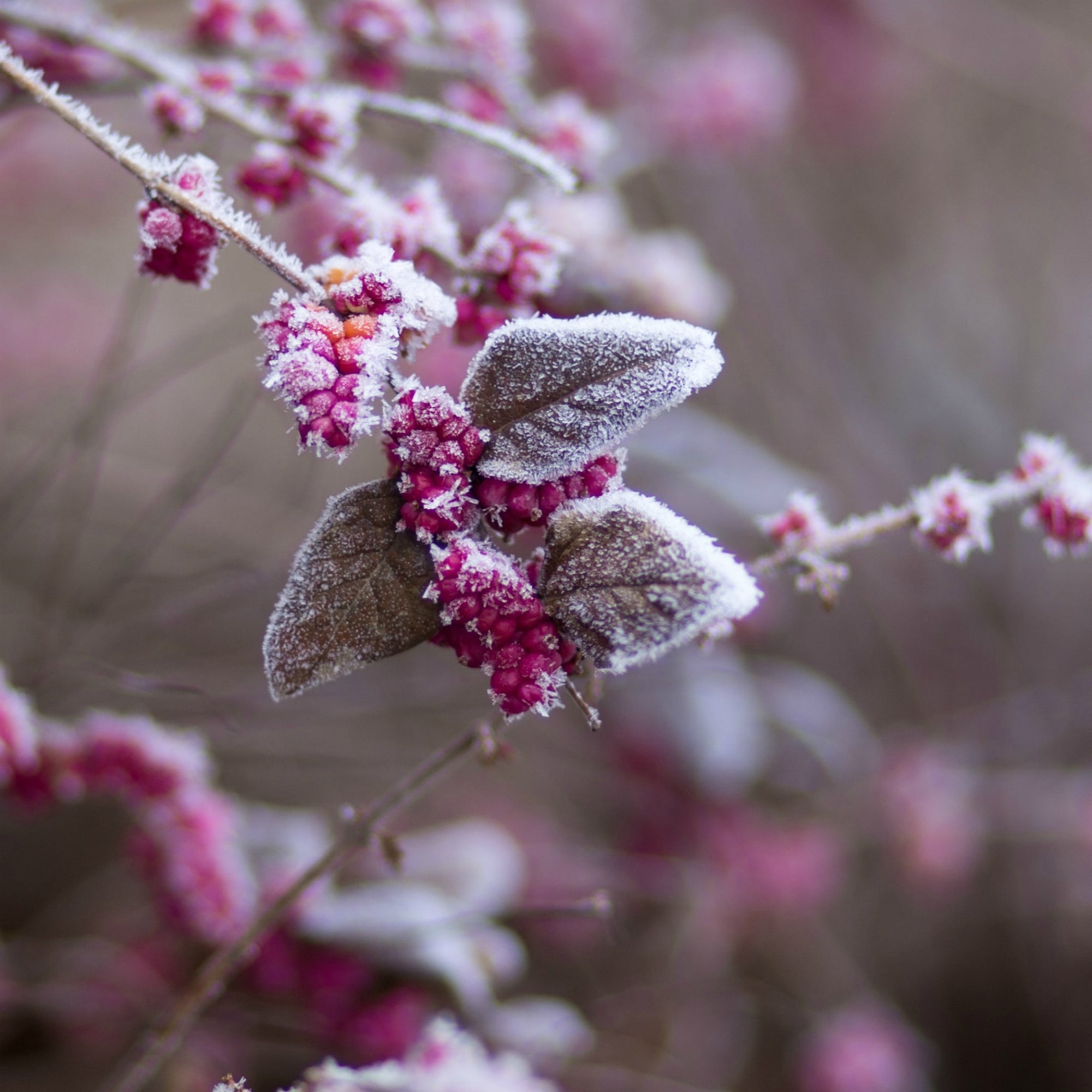 Winter Berries, frosted in the cold